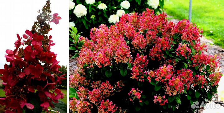 Гортензия Метельчатая