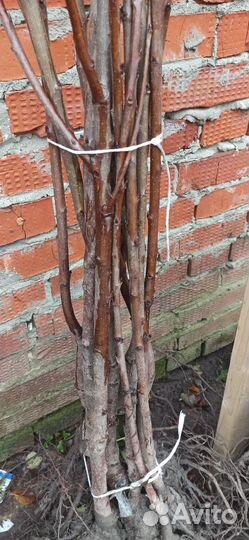 Черешня саженцы