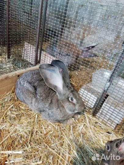 Кролики породы фландр