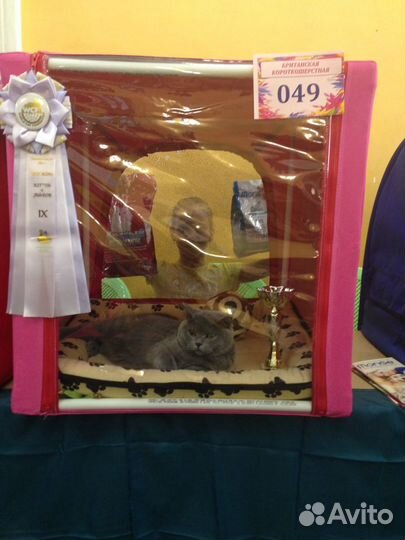 Выставочная палатка для кошек