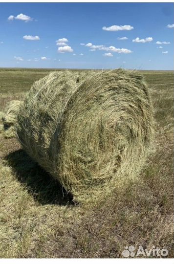 Сено в тюках