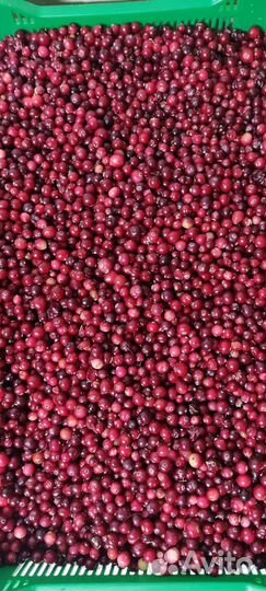 Клюква свежезамороженная, Псковская