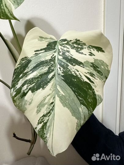 Монстера вариегатная alba