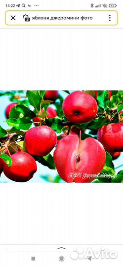 Саженцы яблони красномясые