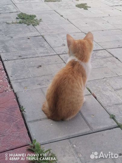 Котята в добрые руки бесплатно