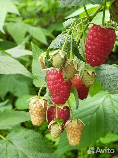 Супер саженцы малины для Урала и Сибири