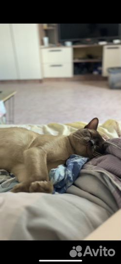 Кот породы Бурма