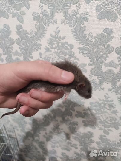 Крыса дамбо