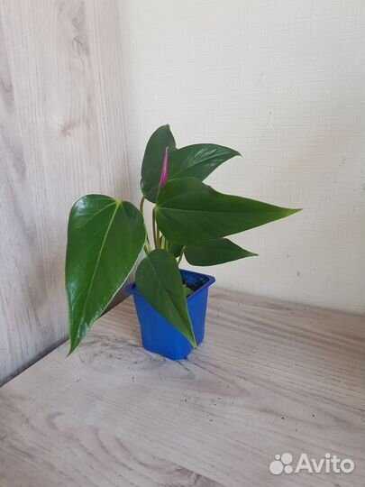 Комнатные цветы 43