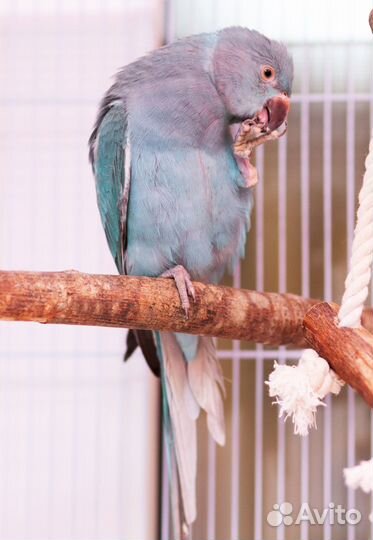 Ожереловый попугай ручные птенцы выкормыши