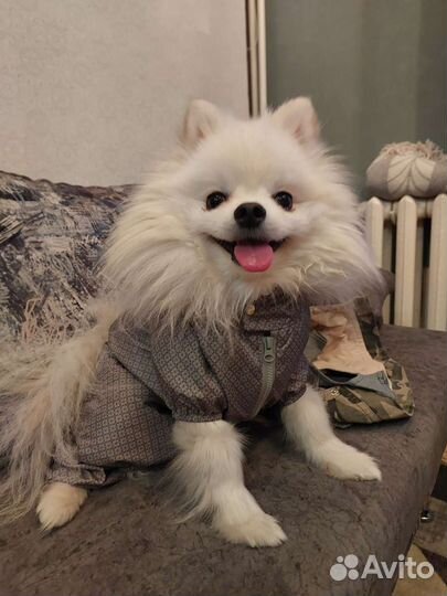 Комбинезон для собаки