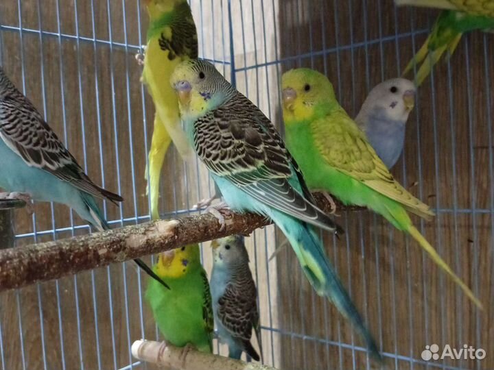 Птенцы и в пару волнистые попугаи