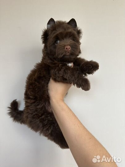 Шоколадный йорк, биро, бивер, цветной йорк