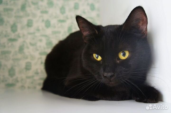 Кошечки ищут дом