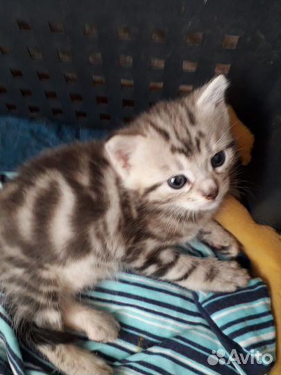 Котик в добрые руки