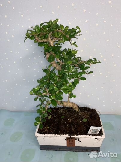 Бонсай Кармона Чайное Дерево 27/45см