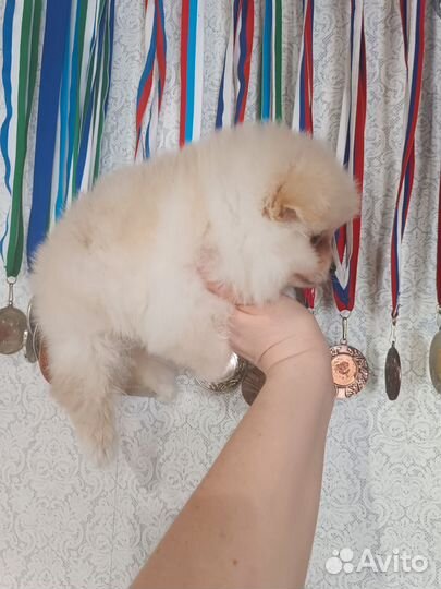 Щенки шпица