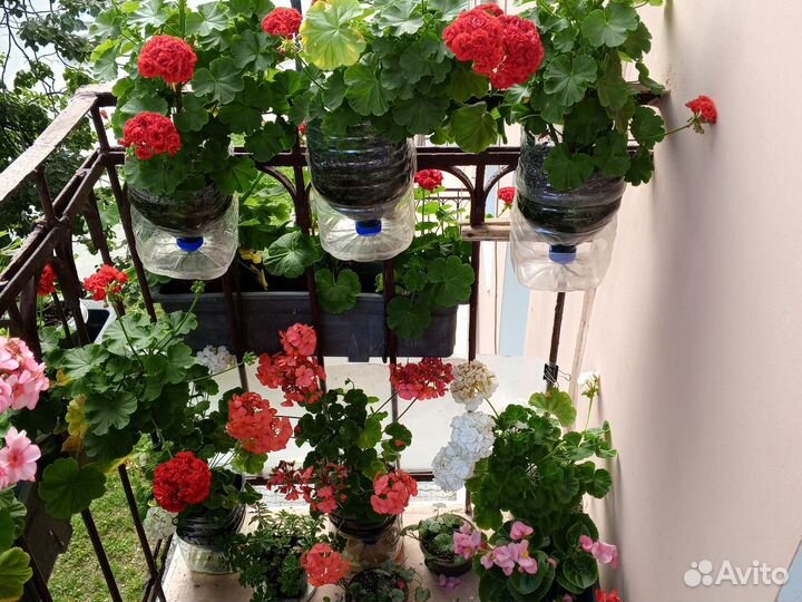 Цветущие герани