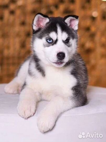 Щенки сибирской Хаски арлекины