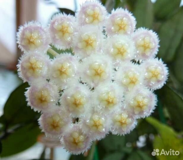 Растения, Хойя