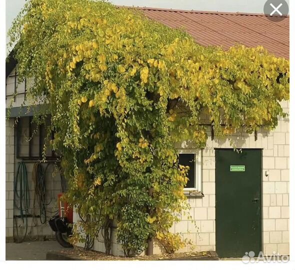 Древогубец вьюн