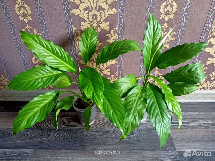 Спатифиллум