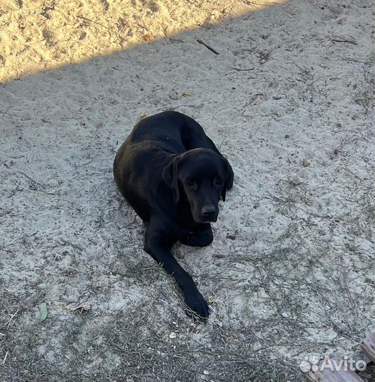 Щенки лабрадора