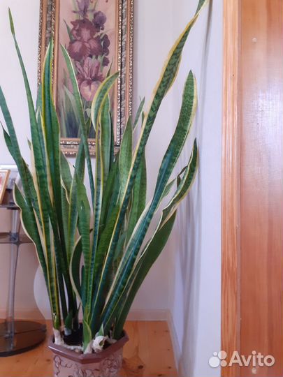 Фикус бенджамина пестролистный