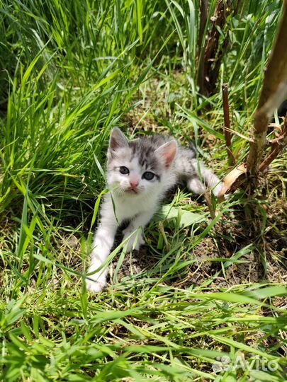 Котята в добрые руки бесплатно