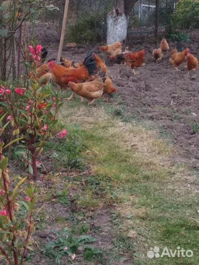 Кучинская юбилейное инкубационное яйцо