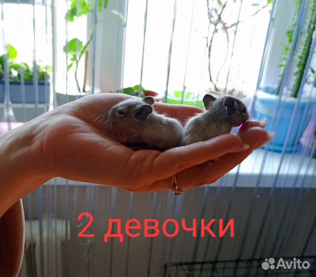 Белочка дегу малыши