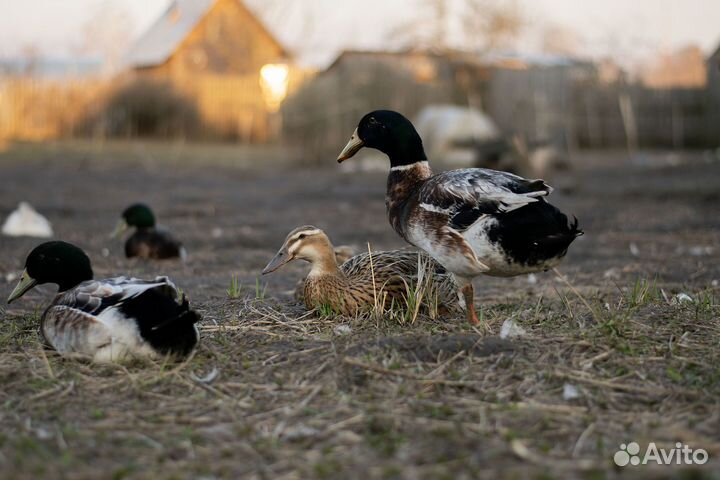 Инкуб. яйцо и утята индийский бегунок и агидель