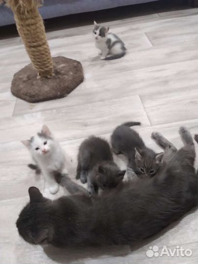 Котята в добрые руки