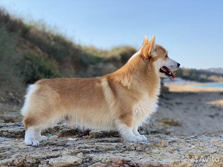 Кобель Корги