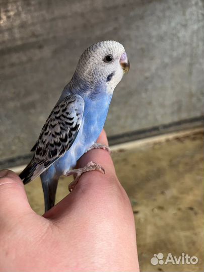 Волнистые попугайчики редких и обычных окрасов