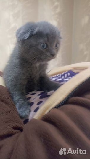 Отдам котят от красавицы британки