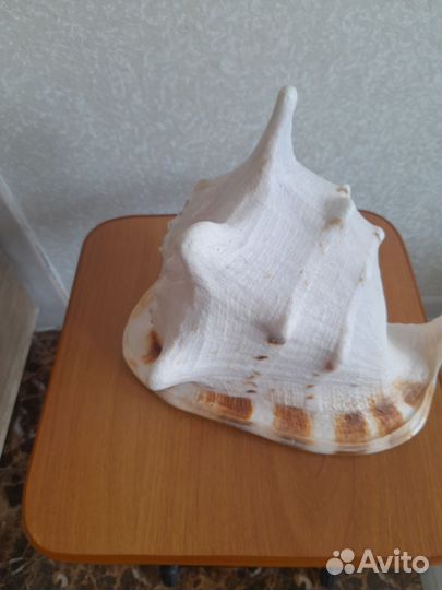 Океанические ракушки