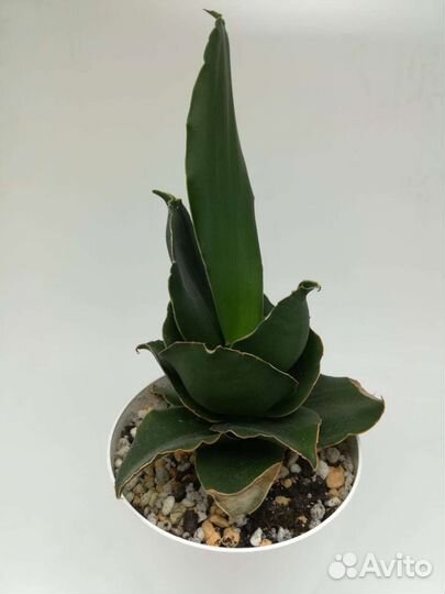 Сансевиерия Уитни, бонселенсис, Лауренти, старроуз