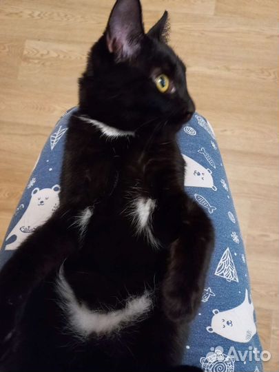 Котик Смайлик 7мес