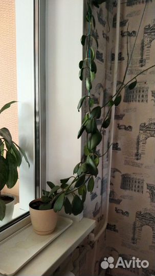 Хойя взрослая