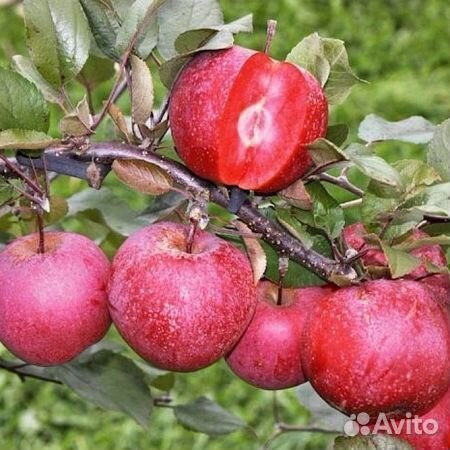 Яблоня Red Kate