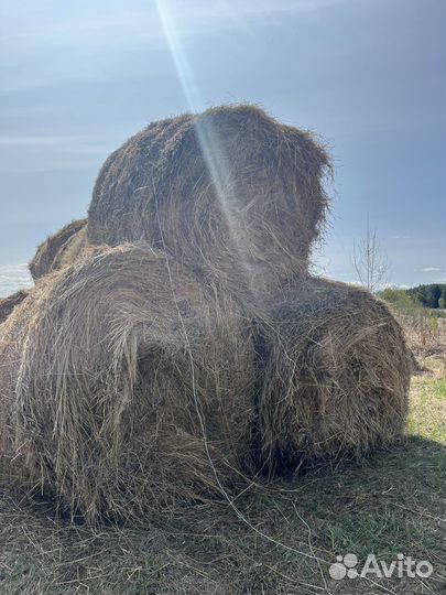 Сено 2022 самовывоз