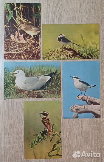 Птицы вокруг нас, набор 1968 года, 19 из 20