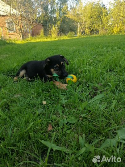 Щенки немецкой овчарки