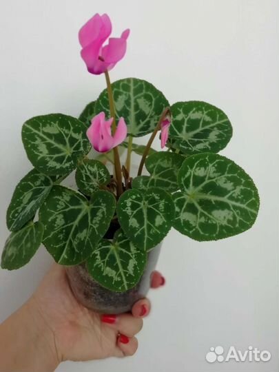 Цикламен