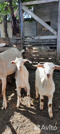 Козел молодой,молочная козочка,козлик на мясо