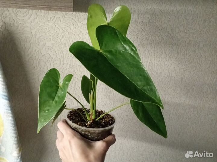 Антуриум Старая Дакота