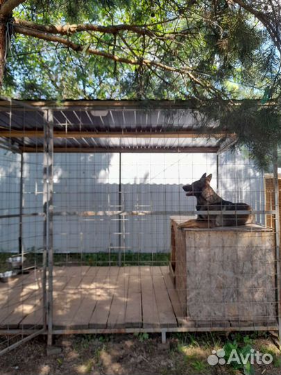 Передержка для собак