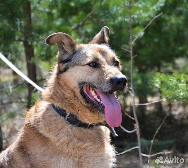 Собака в добрые руки