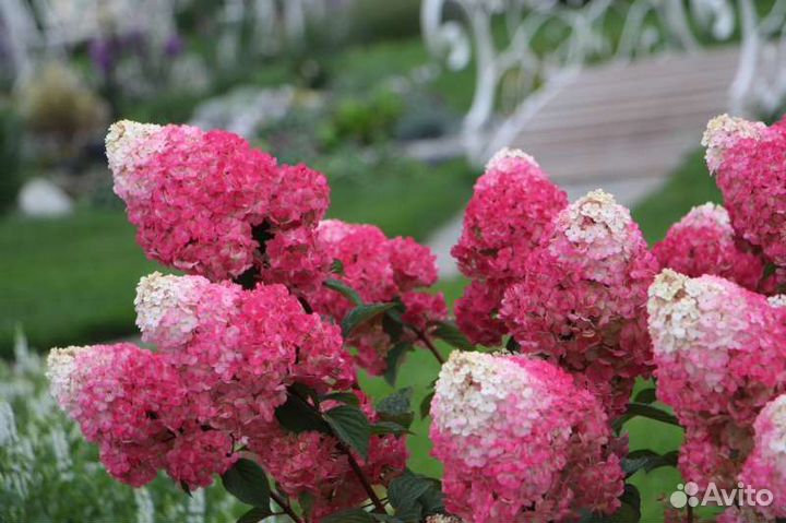 Гортензия метельчатая Строуберри блоссом саженцы